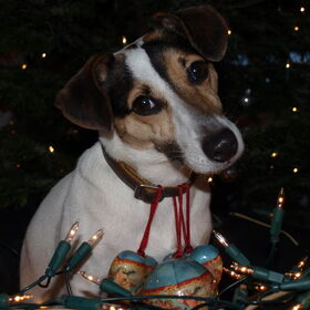 Kerstfoto.