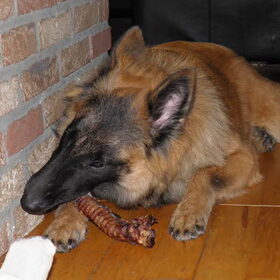 Hondenfoto van Nikita & Dames 