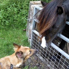pony