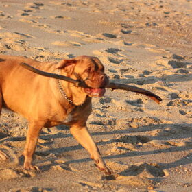 Met Senna op het strand in Frankrijk