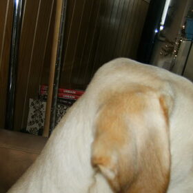 Hondenfoto van sofie, Lucky en Zita <3