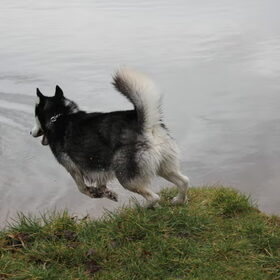 Hondenfoto van mich en mn husky's
