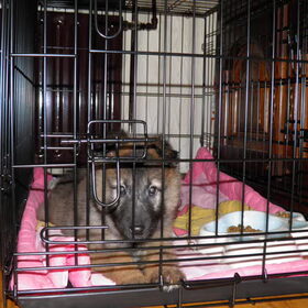 Hondenfoto van Nikita & Dames 