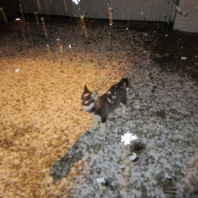 Spelen in de sneeuw
