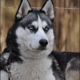 Zeen aan de stakeout, made by huskywoman