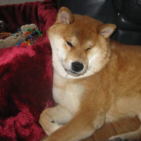 Kenshi - aan het chillen