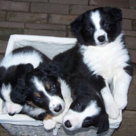 Hondenfoto van pien