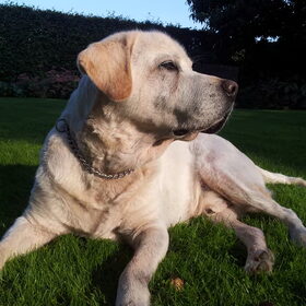 Yourie (hond van mijn ouders), geb 13-11-1998. Ja hij draagt een…