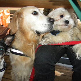 Trudy, Tibo & Dempsey