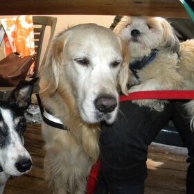 Trudy, Tibo & Dempsey