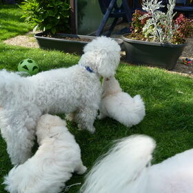 Doedel in de tuin met zijn neefjes en nichtjes, 5 pups. Hij…