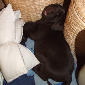 puppieslaapje