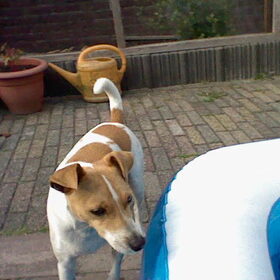 Hondenfoto van  Sabine en Mini Max 