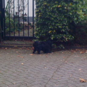 Hondenfoto van julia en spike