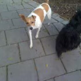 Hondenfoto van julia en spike