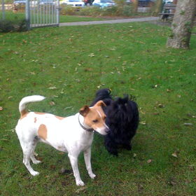 Hondenfoto van julia en spike