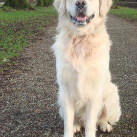 Hondenfoto van Lotte&Guus de Golden*