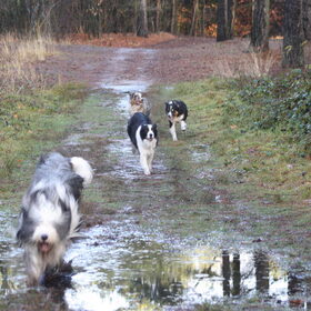 Natte boswandeling 24 december met Jessie, Bonnie, Lynn en Duuk