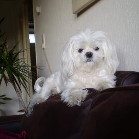 DAT KOPPIE, IK SMELT, M,N LIEF, M,N ALLESSIE