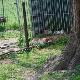 We hadden een hond gehaald in het asiel, Jack. Het was een…