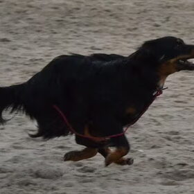 Hondenfoto van Joëlle <3 Sammie 