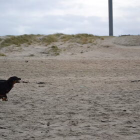 Hondenfoto van Joëlle <3 Sammie 
