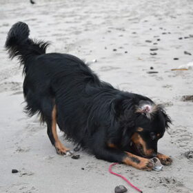 Hondenfoto van Joëlle <3 Sammie 