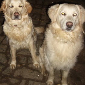 Kyra(links) en Rambo(rechts)!