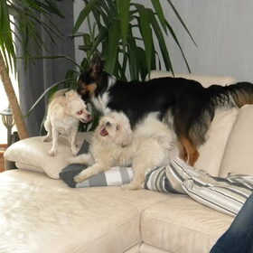 Dempsey, Romi & Spot