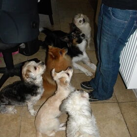 Blanche, Spot, Pommeke, Taiko, Romi & Dempsey. Wie de koekjes…