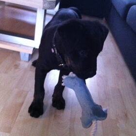 first toy!