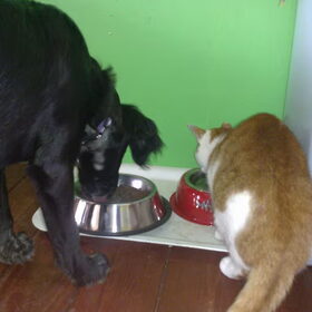 kennismaken met Mo de kater