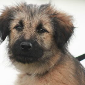 Hondenfoto van team Shadow