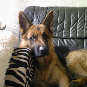 koda op de bank
