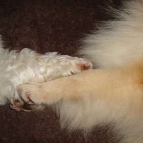 Forever Friends (Cloudy en Sammy)