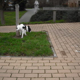 Hondenfoto van **The more I know about people, the more I love dogs**