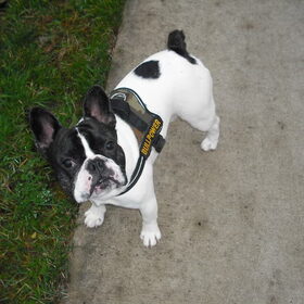 Hondenfoto van **The more I know about people, the more I love dogs**