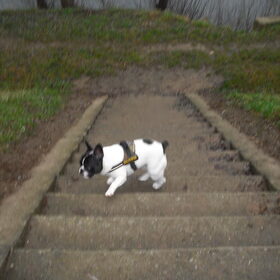 Hondenfoto van **The more I know about people, the more I love dogs**