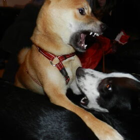 Kenai die wat aant spelen is met Jim, de hond van m'n peter :D