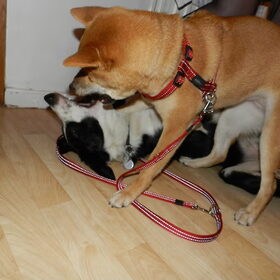 Kenai die wat aant spelen is met Jim, de hond van m'n peter :D