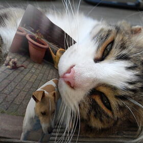 Hondenfoto van  Sabine en Mini Max 