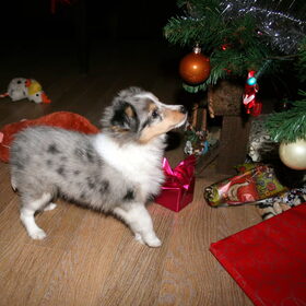Dusty(L)