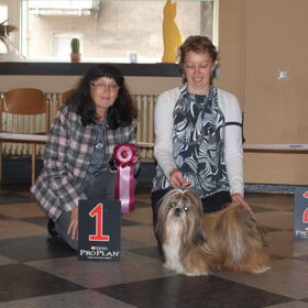 Hondenfoto van suzanne  shih-tzu