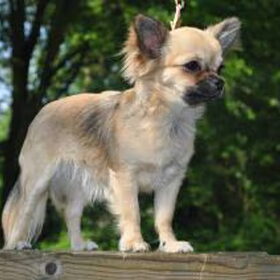 Hondenfoto van suzanne  shih-tzu