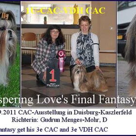Hondenfoto van suzanne  shih-tzu