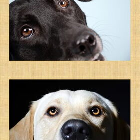 Hondenfoto van sofie, Lucky en Zita <3