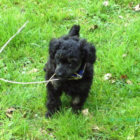 kleine faith, al bezig met opruimen in het bos!!!!!!!!