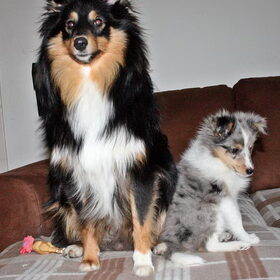 Hondenfoto van ~*Sammy Ft Jady Ft Bailey Ft Dusty*~