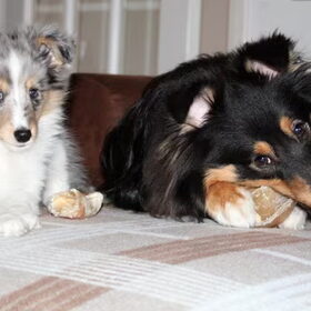 Hondenfoto van ~*Sammy Ft Jady Ft Bailey Ft Dusty*~