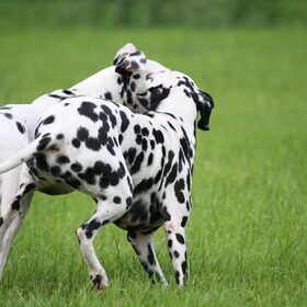 De dames met de dikke billen